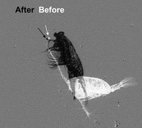 Ambush feeding copepod