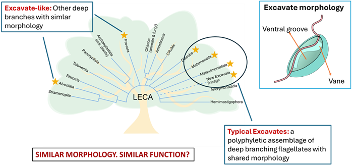 Eukaryotic tree of life
