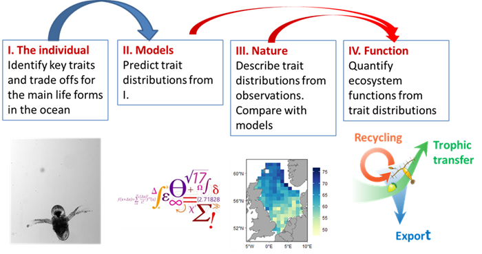The four components of trait-based approach