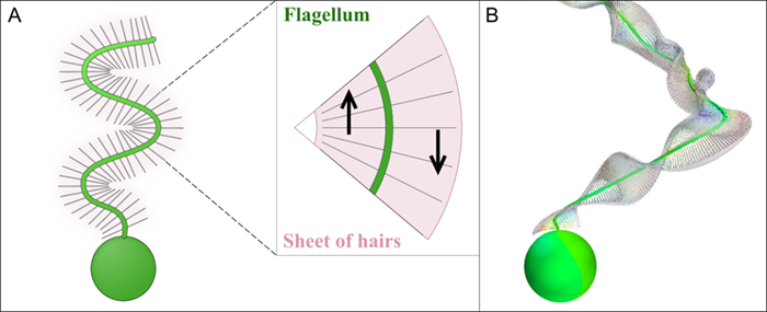 Function of flagellates' hair