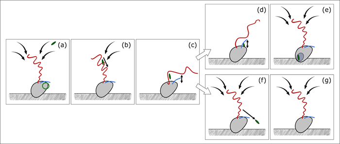 Illustration of high speed video microscopy
