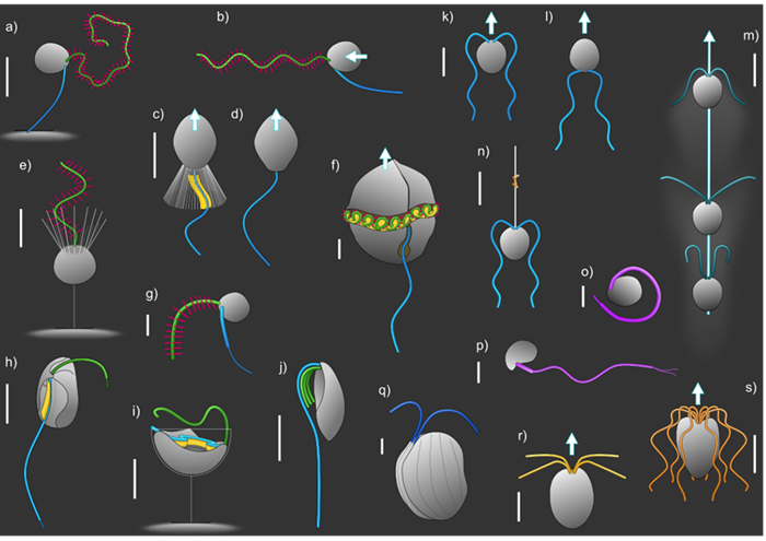 Morphological and functional diversity of flagellates and flagella