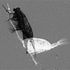 Ambush feeding copecod